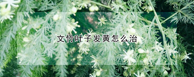 文竹葉子發黃怎么治
