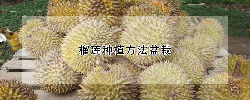 榴蓮種植方法盆栽