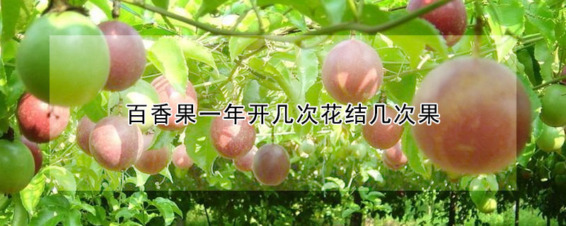 百香果一年開(kāi)幾次花結(jié)幾次果