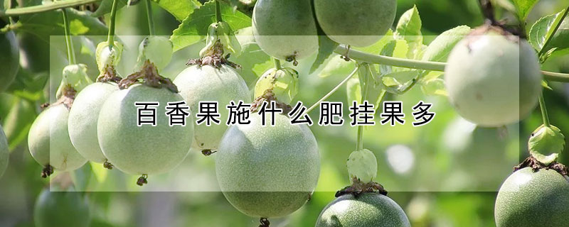 百香果施什么肥掛果多