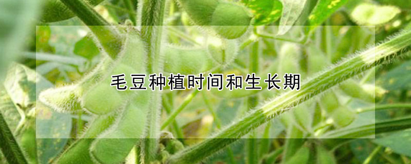 毛豆種植時間和生長期