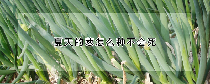 夏天的蔥怎么種不會死