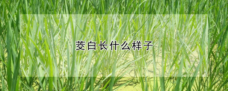 茭白長什么樣子