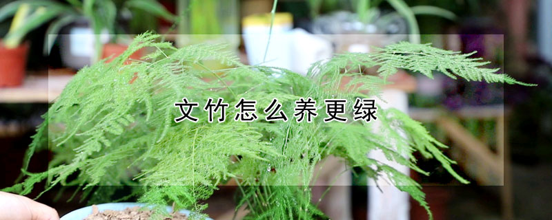 文竹怎么養更綠