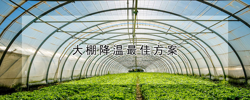 大棚降溫最佳方案