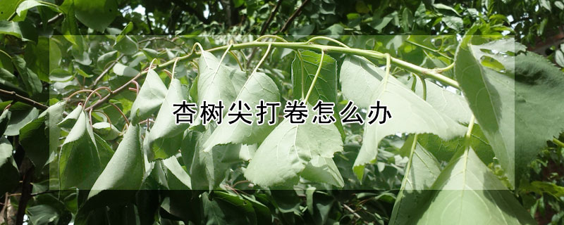 杏樹尖打卷怎么辦