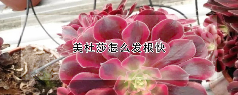 美杜莎怎么發根快
