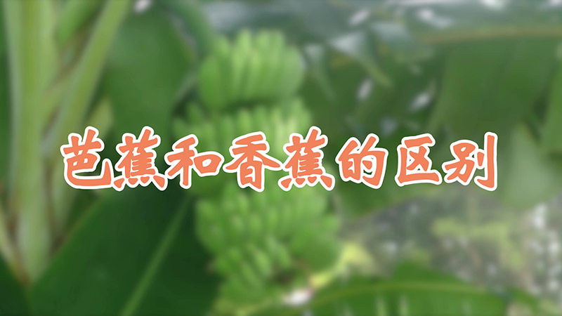 芭蕉和香蕉的區別