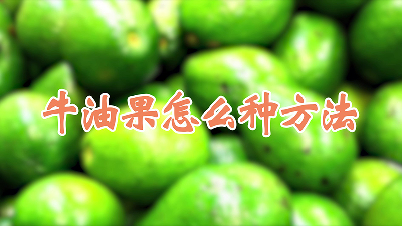 牛油果怎么種方法