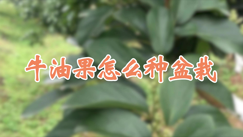 牛油果怎么種盆栽