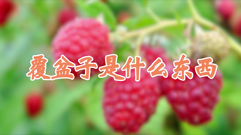 覆盆子是什么東西