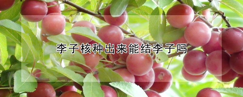 李子核種出來能結(jié)李子嗎