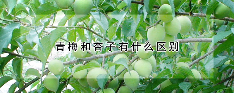青梅和杏子有什么區別