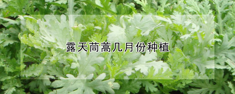 露天茼蒿幾月份種植