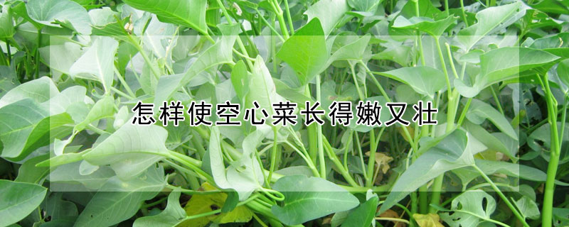 怎樣使空心菜長得嫩又壯