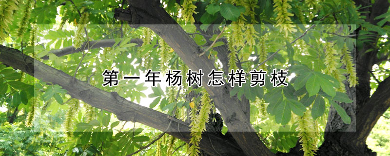 第一年楊樹怎樣剪枝