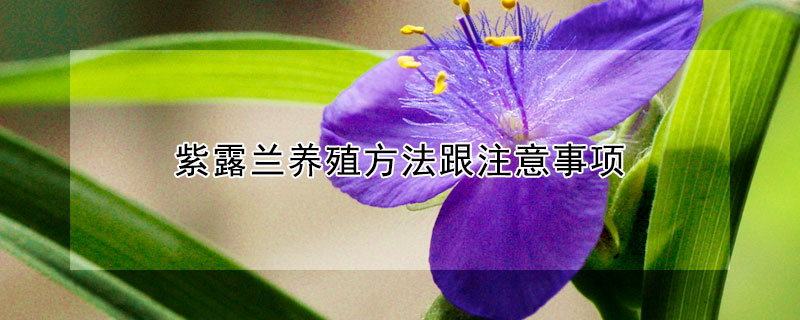 紫露蘭養殖方法跟注意事項