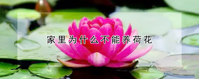 家里為什么不能養(yǎng)荷花