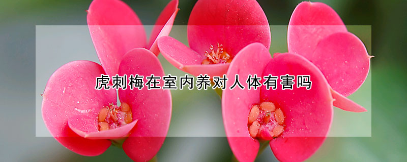 虎刺梅在室內養對人體有害嗎