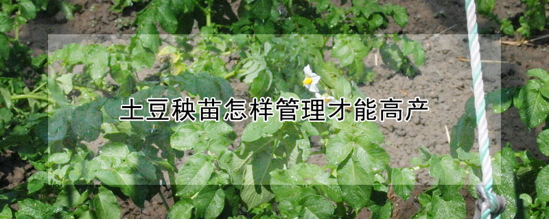 土豆秧苗怎樣管理才能高產(chǎn)