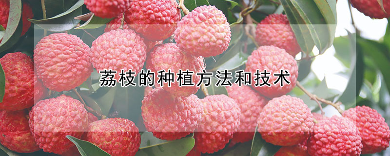 荔枝的種植方法和技術