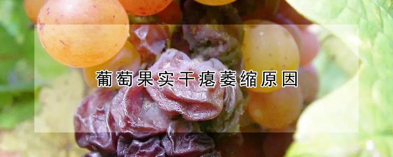 葡萄果實干癟萎縮原因