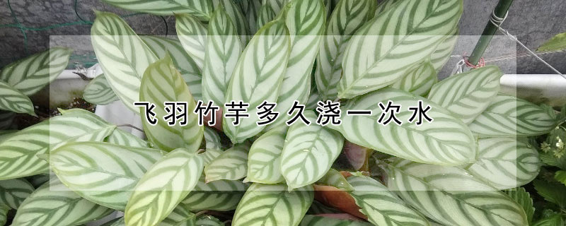 飛羽竹芋多久澆一次水