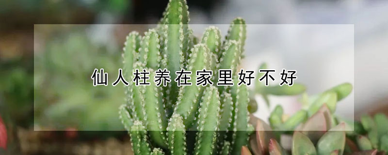 仙人柱養在家里好不好