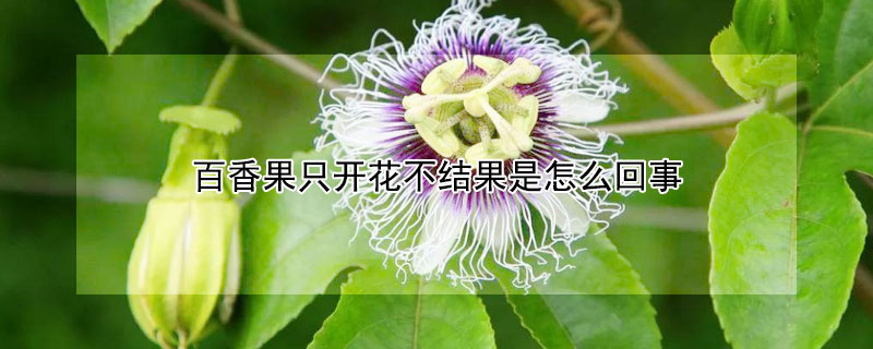 百香果只開(kāi)花不結(jié)果是怎么回事