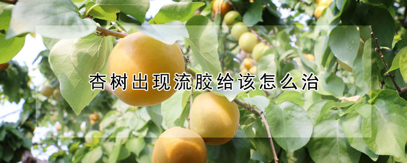 杏樹出現流膠給該怎么治