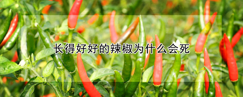 長得好好的辣椒為什么會死