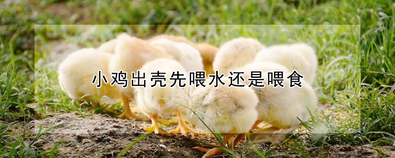 小雞出殼先喂水還是喂食
