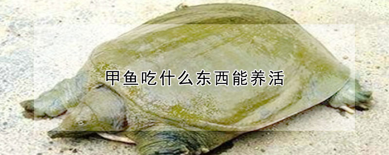 甲魚(yú)吃什么東西能養(yǎng)活