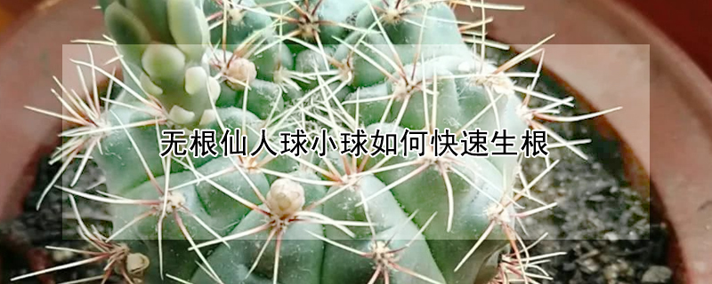 無根仙人球小球如何快速生根