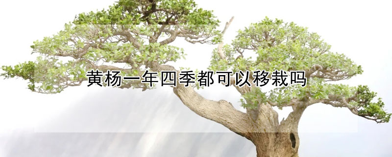 黃楊一年四季都可以移栽嗎