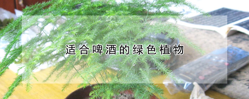 適合啤酒的綠色植物