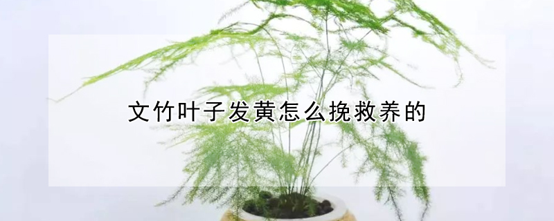 文竹葉子發黃怎么挽救養的