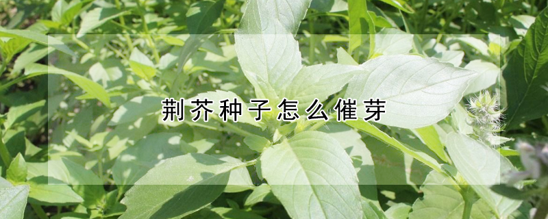荊芥種子怎么催芽