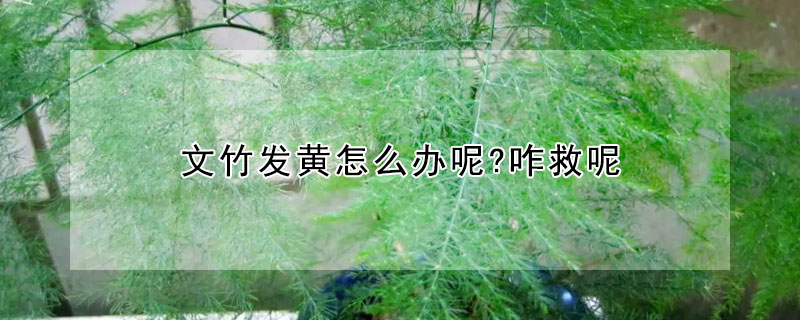 文竹發(fā)黃怎么辦呢?咋救呢
