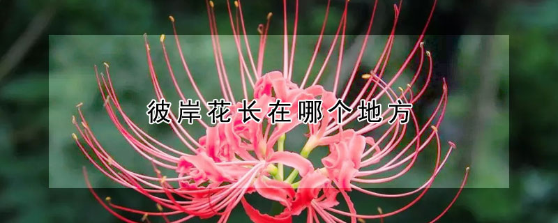 彼岸花長(zhǎng)在哪個(gè)地方