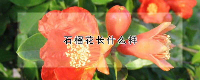 石榴花長什么樣