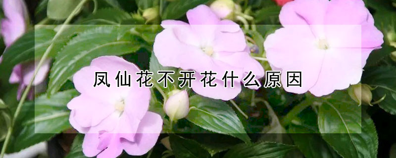 鳳仙花不開花什么原因