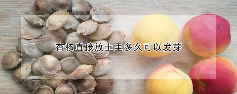杏核直接放土里多久可以發芽