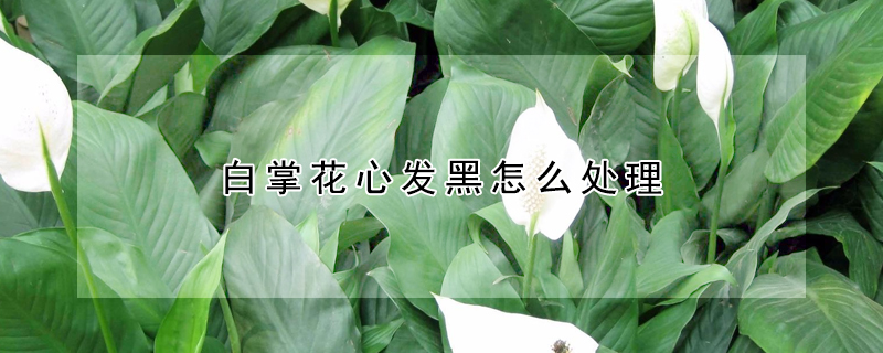 白掌花心發黑怎么處理