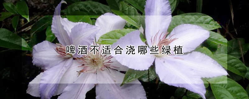 啤酒不適合澆哪些綠植