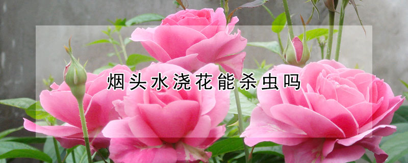煙頭水澆花能殺蟲嗎