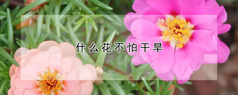 什么花不怕干旱