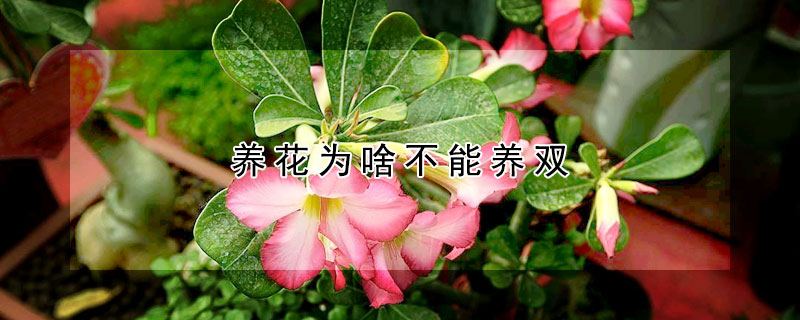 養花為啥不能養雙
