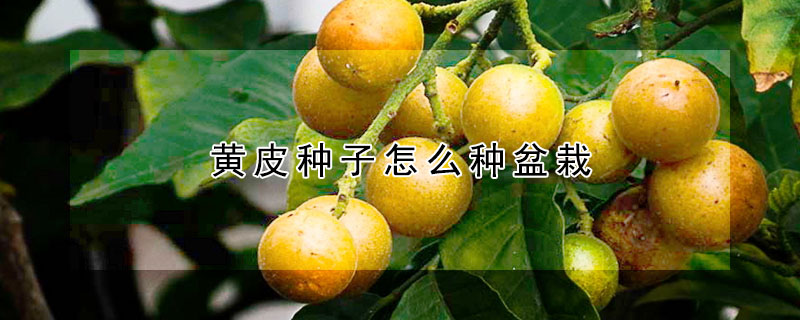 黃皮種子怎么種盆栽