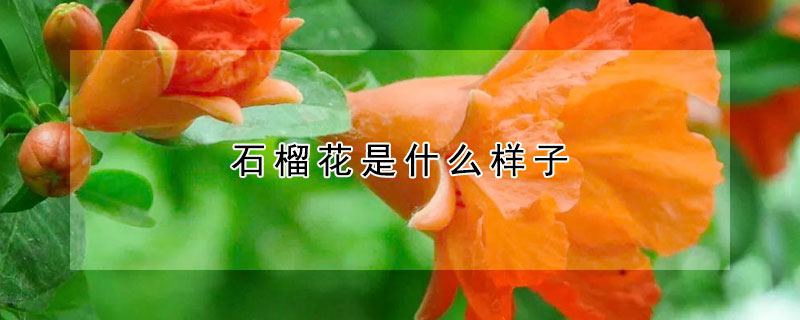 石榴花是什么樣子